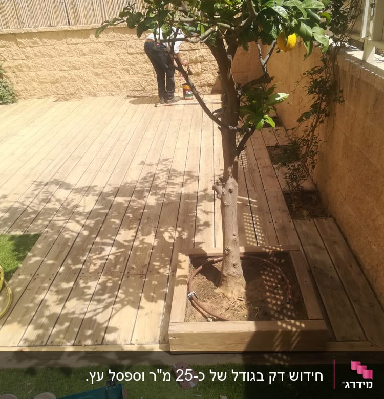 עץ לימון על דק עץ בגינה עם צינור מים